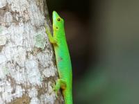 Grüner Seychellen Taggecko - La Digue
